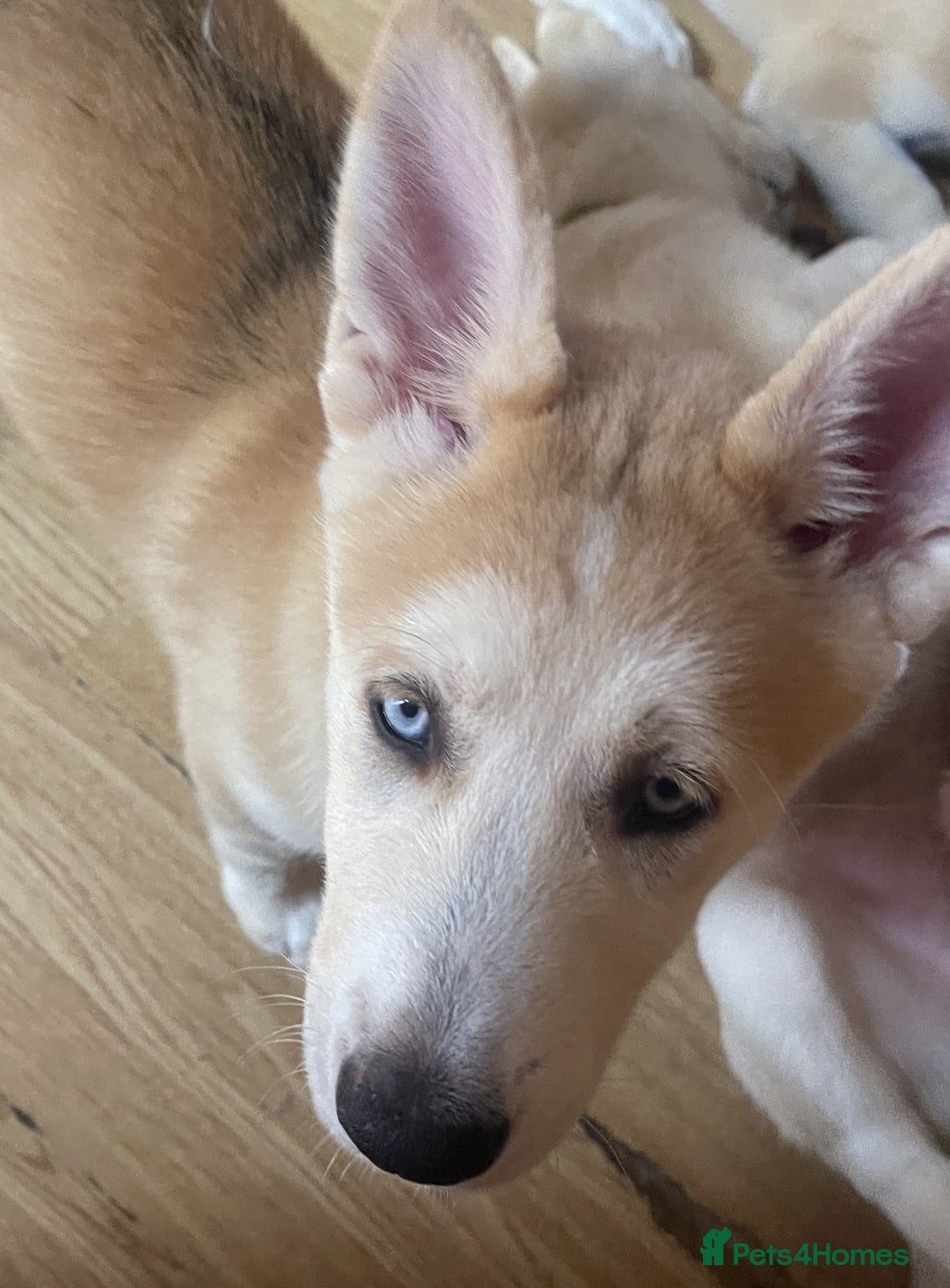 Huskita dogs for sale: Playful Huskita Puppies – Vaccinated & Ready Today - Image 6
