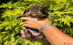 Cocker Spaniel dogs for sale: Show Cocker Spaniel pups KC reg - Image 1