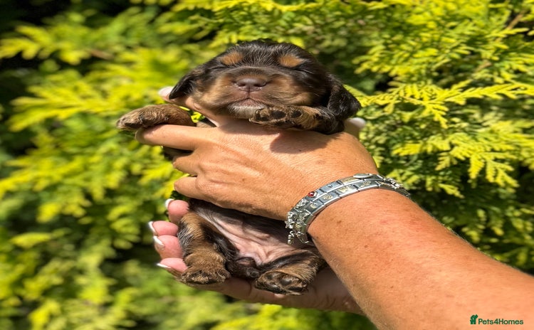 Cocker Spaniel dogs - Advert 16
