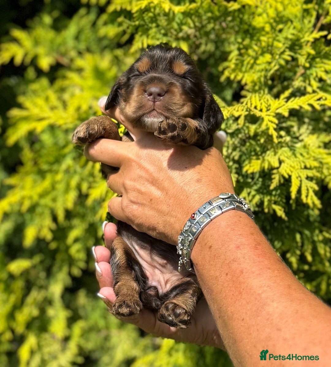 Cocker Spaniel dogs for sale: Show Cocker Spaniel pups KC reg - Image 1