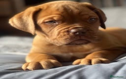 Dogue De Bordeaux dogs for sale: Kc registered Dogue de bordeaux puppies  - Image 9