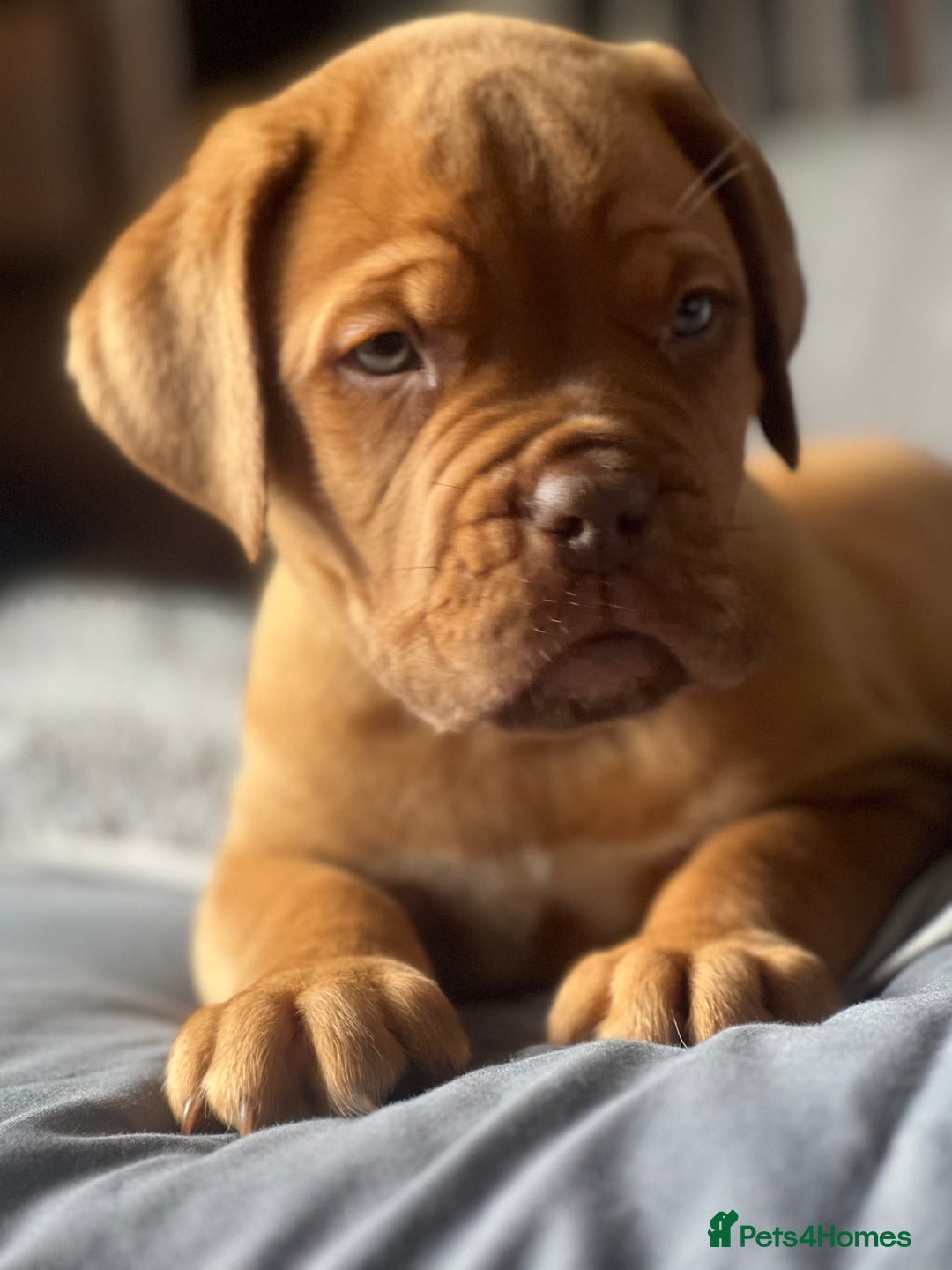 Dogue De Bordeaux dogs for sale: Kc registered Dogue de bordeaux puppies  - Image 9