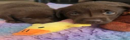 Labrador Retriever dogs for sale: Gorgeous Chocolate Labrador Puppies  - Advert 3
