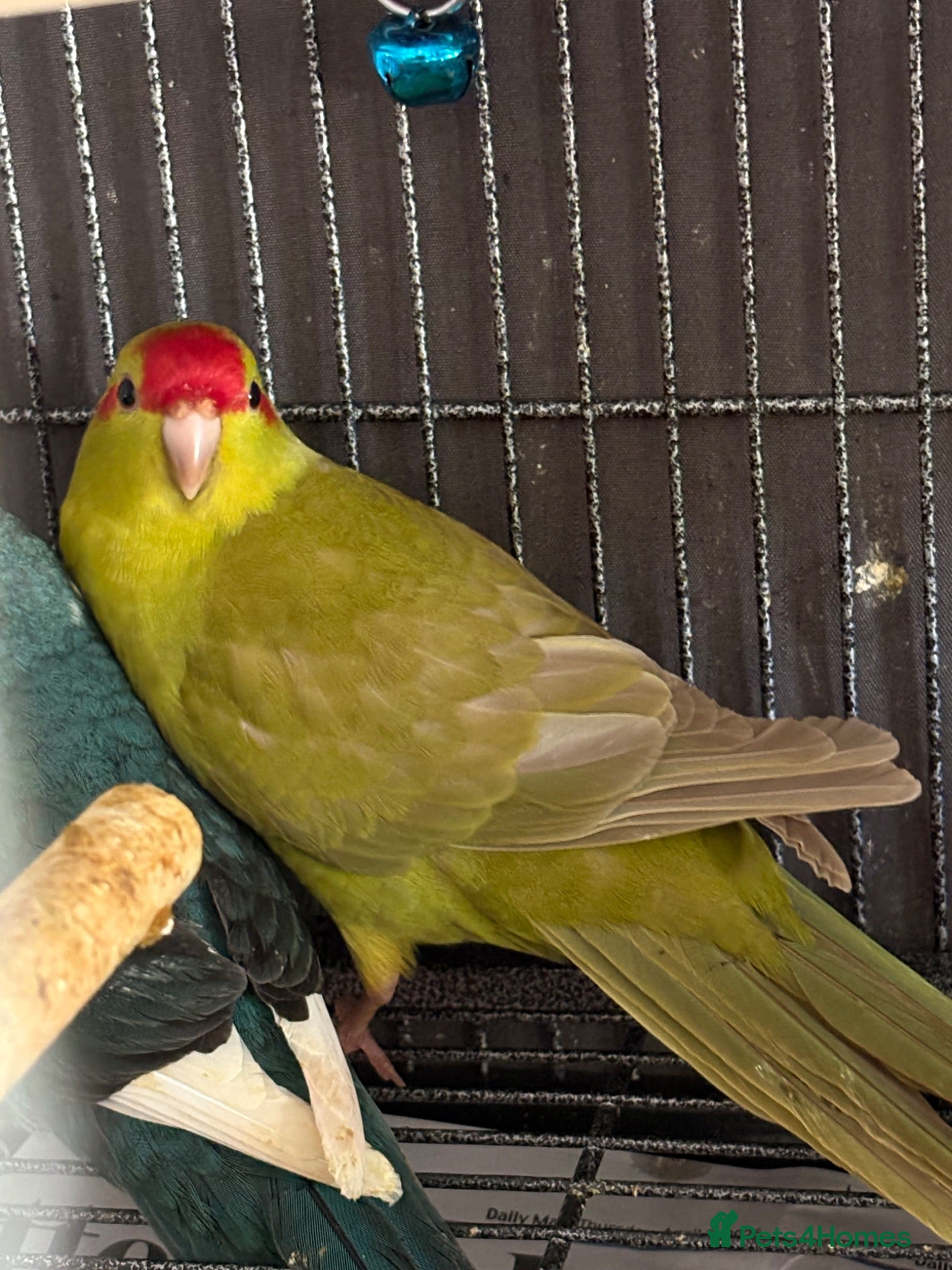Parakeets birds Kakarikis ready for homes !  - Advert 2