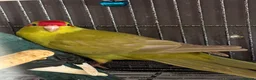 Parakeets birds for sale: Kakarikis ready for homes !  in Stowmarket - Advert 2