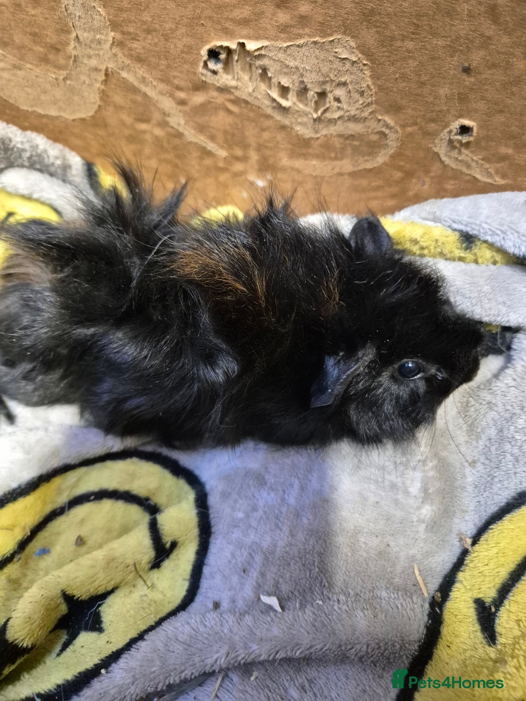 Guinea Pig rodents for sale: Pair of Bonded Baby Male Guinea Pigs For Sale  - Image 7