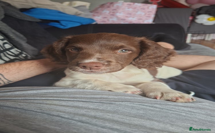 English Springer Spaniel dogs - Advert 2
