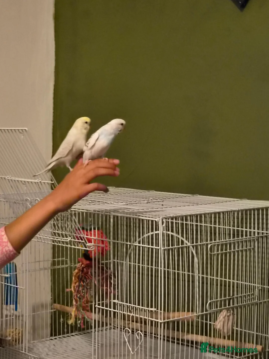 Budgerigars birds for sale: 2 adorable budgies  in Birmingham - Advert 2