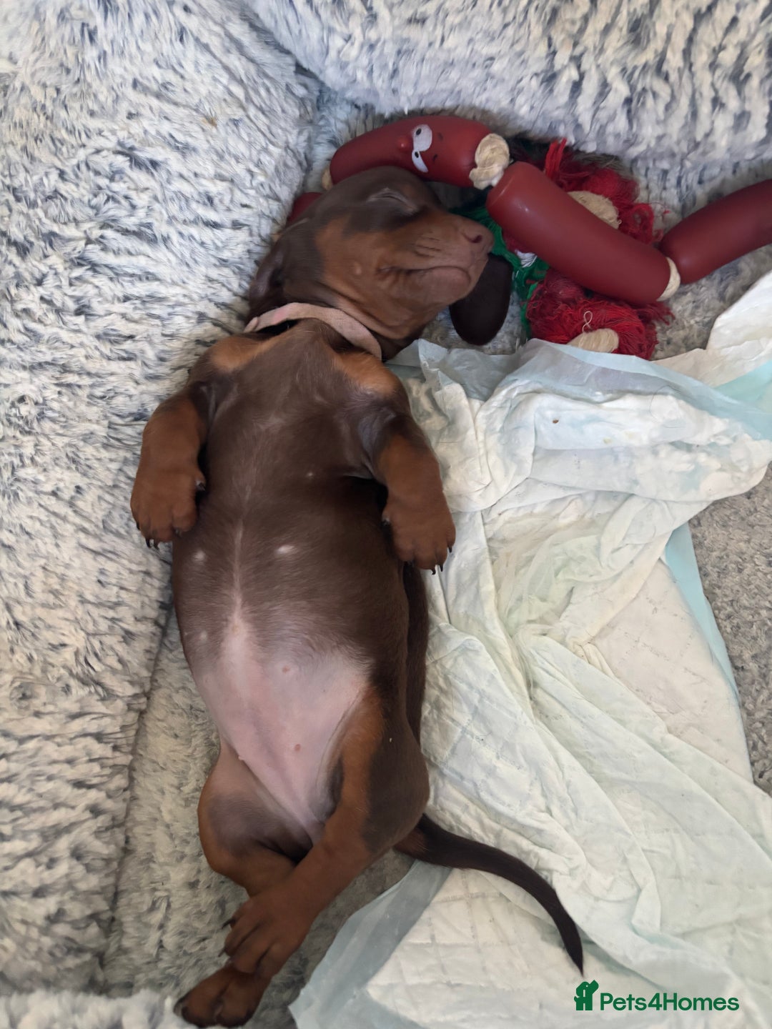Dachshund dogs for sale: 4 lovely Girl dachshunds Ready to leave! - Image 3