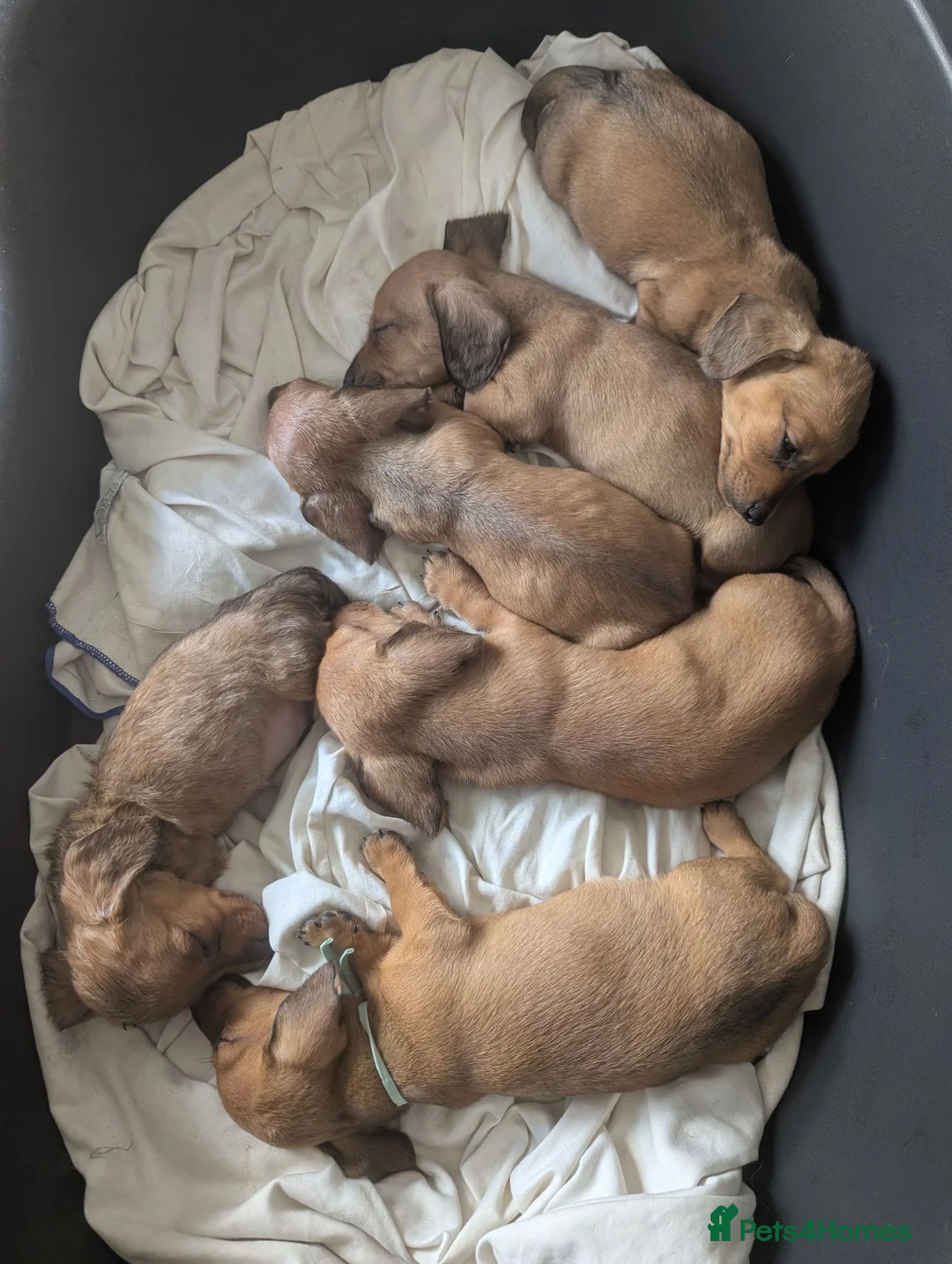 Miniature Dachshund dogs for sale: Kc registered mini smooth - Advert 2