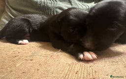 Mixed Breed dogs for sale: Whippet cross lurcher poodle puppies  - Advert 7