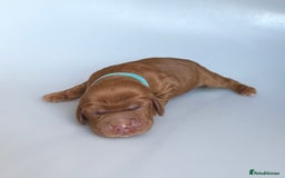 Cocker Spaniel dogs for sale: Pedigree Cocker Spaniel Puppies  - Image 9