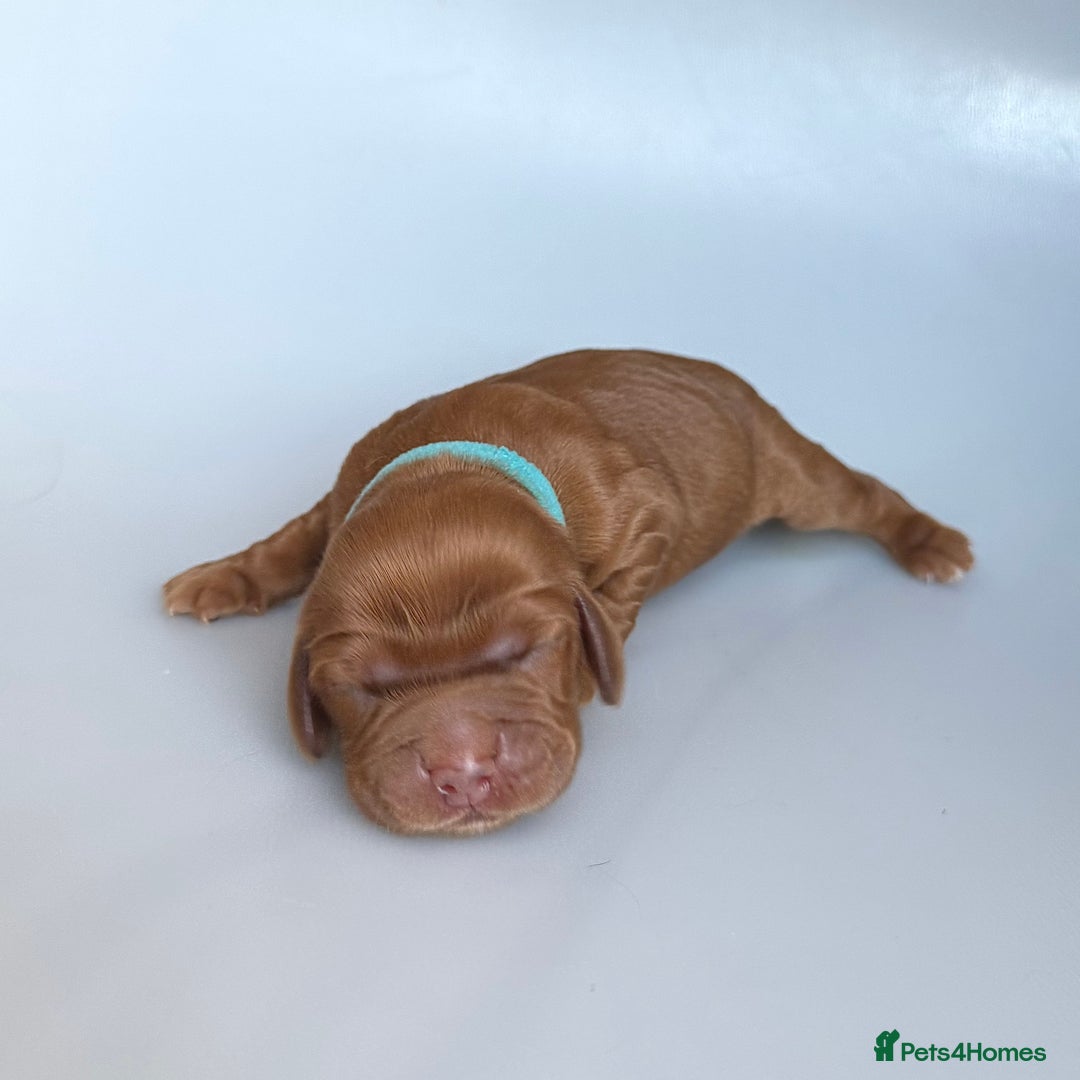 Cocker Spaniel dogs for sale: Pedigree Cocker Spaniel Puppies  - Image 9