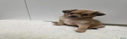 Pomchi dogs for sale: 🐾 Beautiful Pomchi × Chihuahua Puppies 🐾 in Swindon - Advert 9