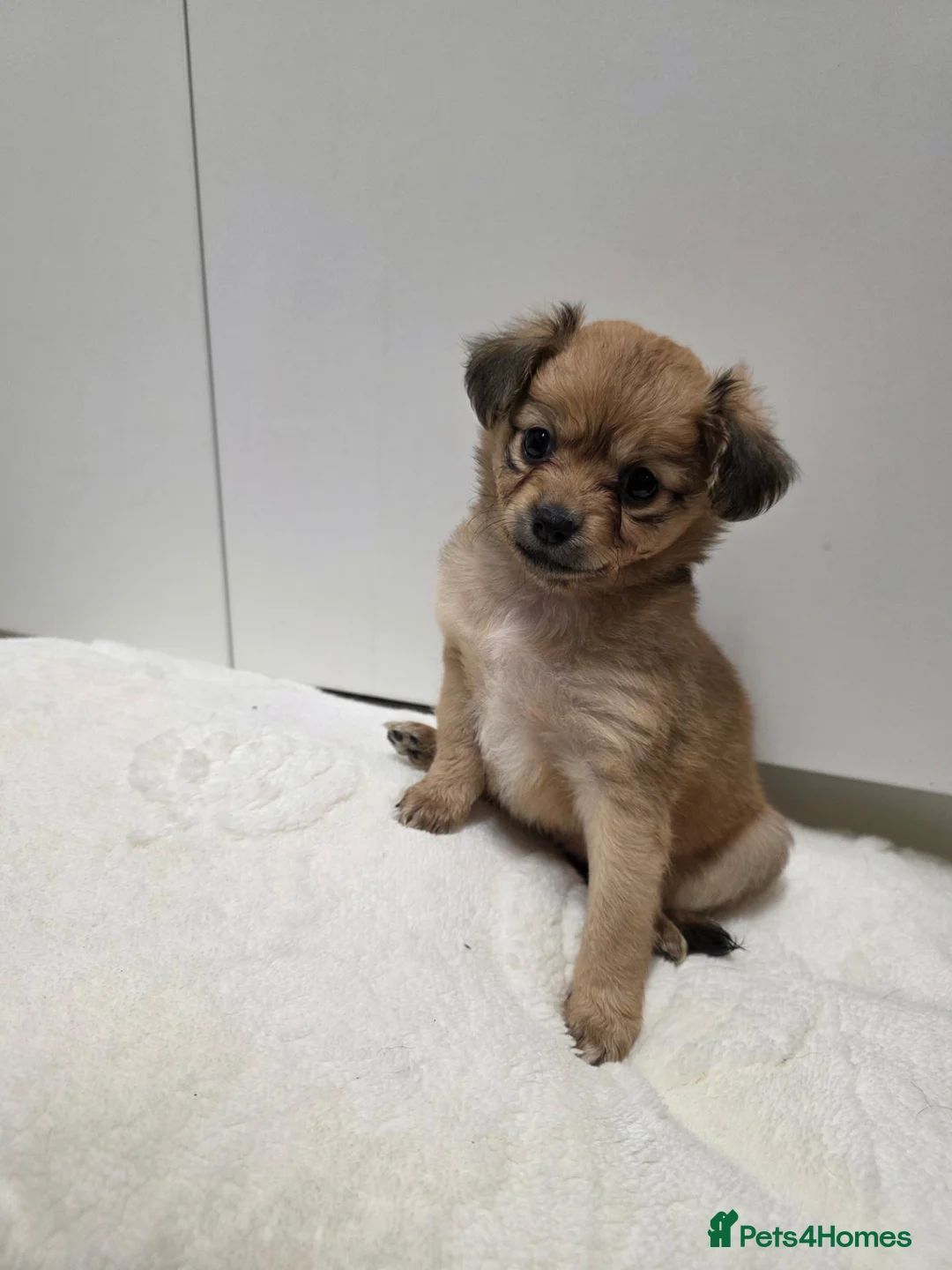 Pomchi dogs for sale: 🐾 Beautiful Pomchi × Chihuahua Puppies 🐾 in Swindon - Advert 9