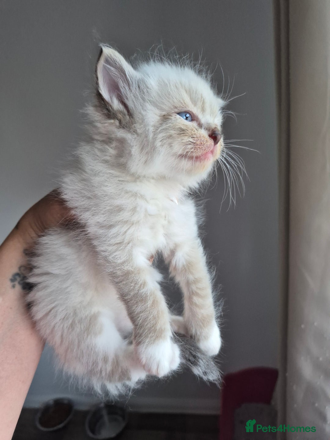 Ragdoll cats for sale: Seal and lynx point mitted kittens - Image 1