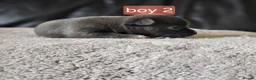 Chihuahua dogs for sale: 5 chiuaua baby boys - Advert 34