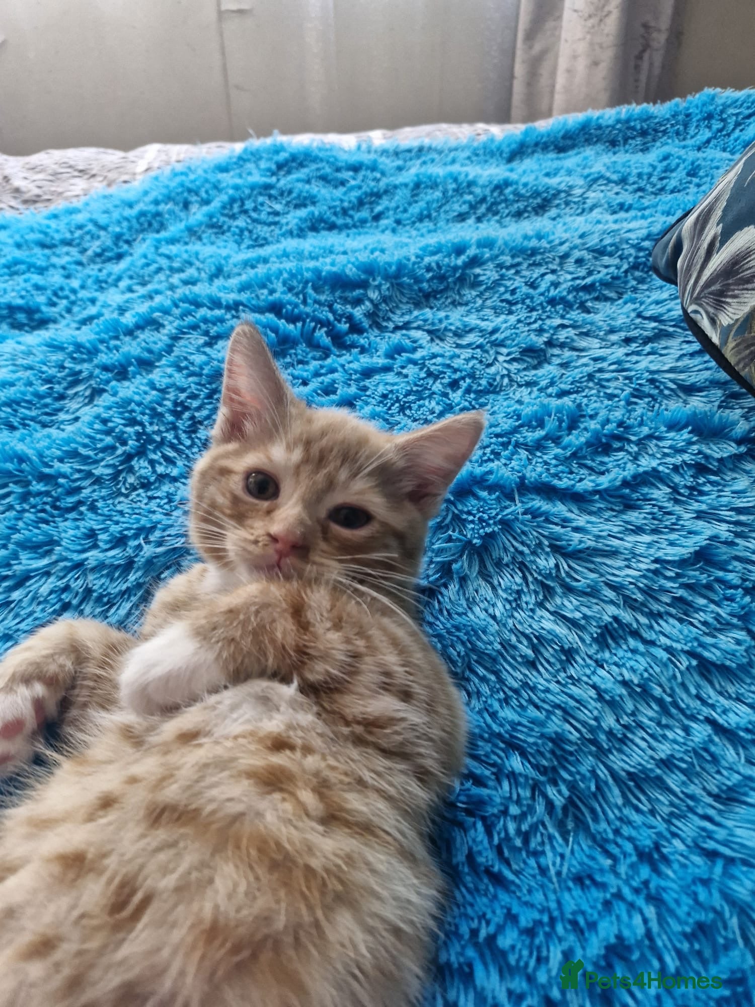 Mixed Breed cats 🐾 Beautiful Kittens Looking for new home 🏡  - Advert 6