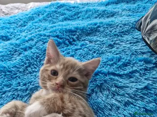Mixed Breed cats 🐾 Beautiful Kittens Looking for new home 🏡 - Advert 6