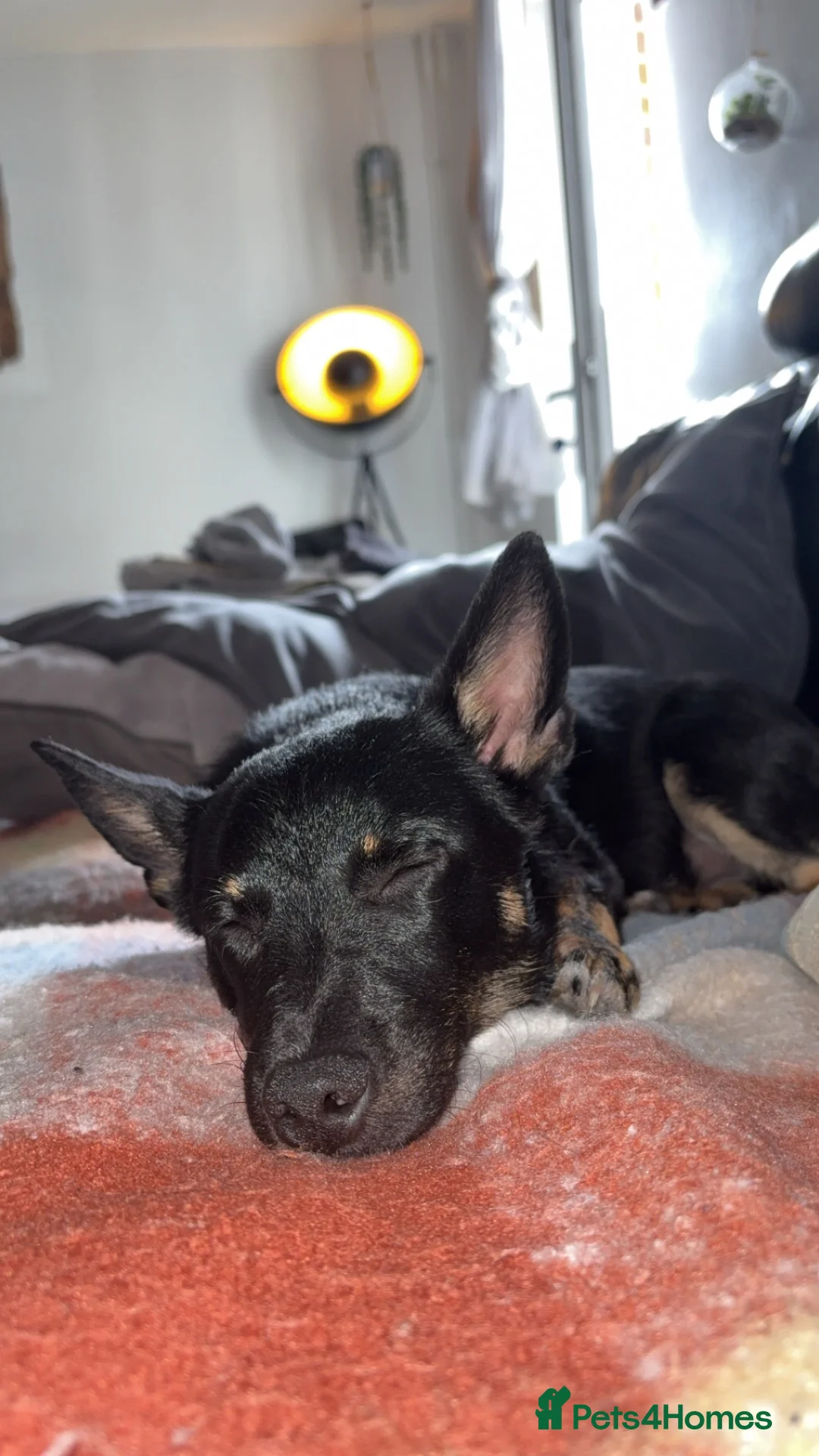 Pomchi dogs for sale: Puppy for sale in Walton-on-Thames - Advert 2