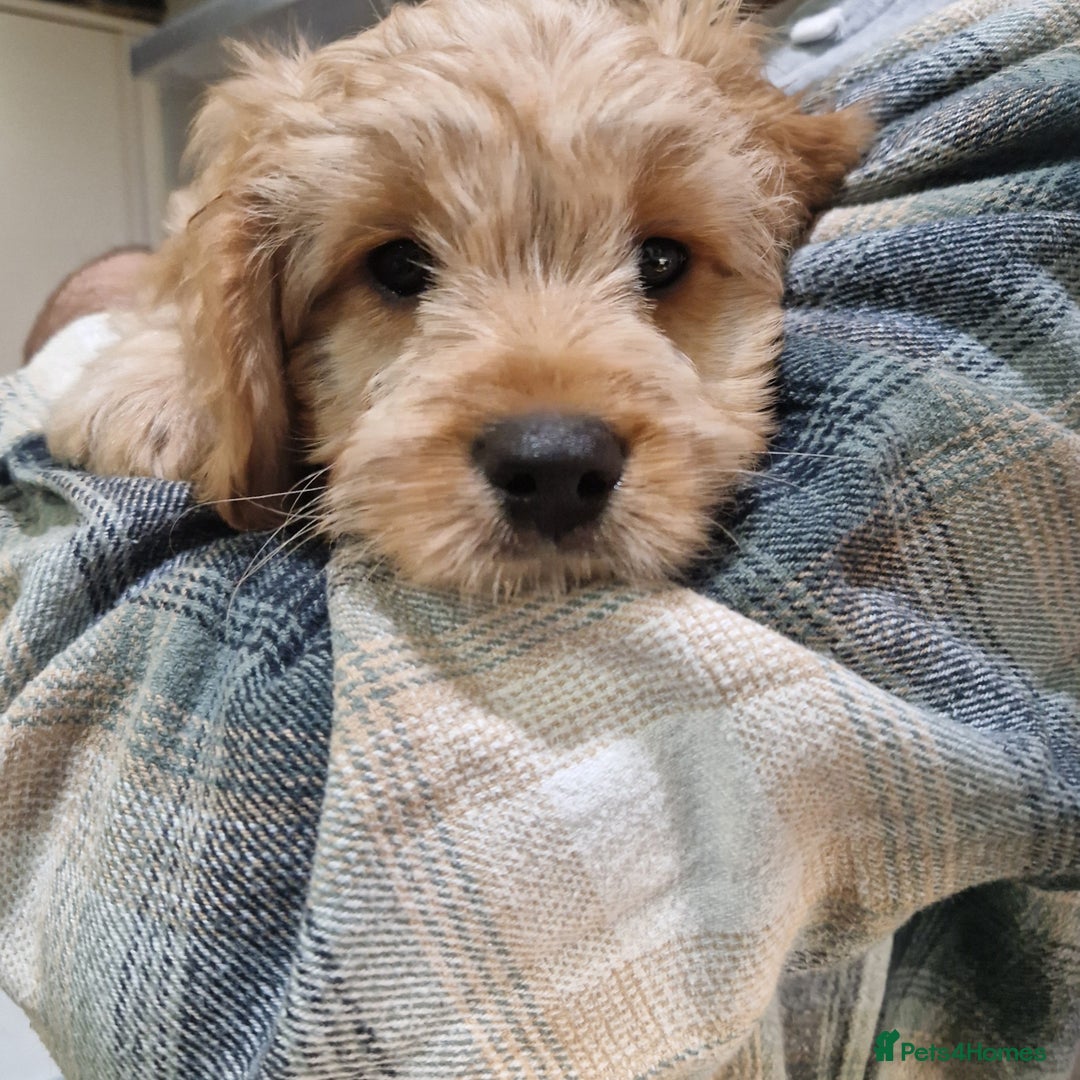 Cavapoochon dogs for sale: Cavapoochon boy  - Advert 6