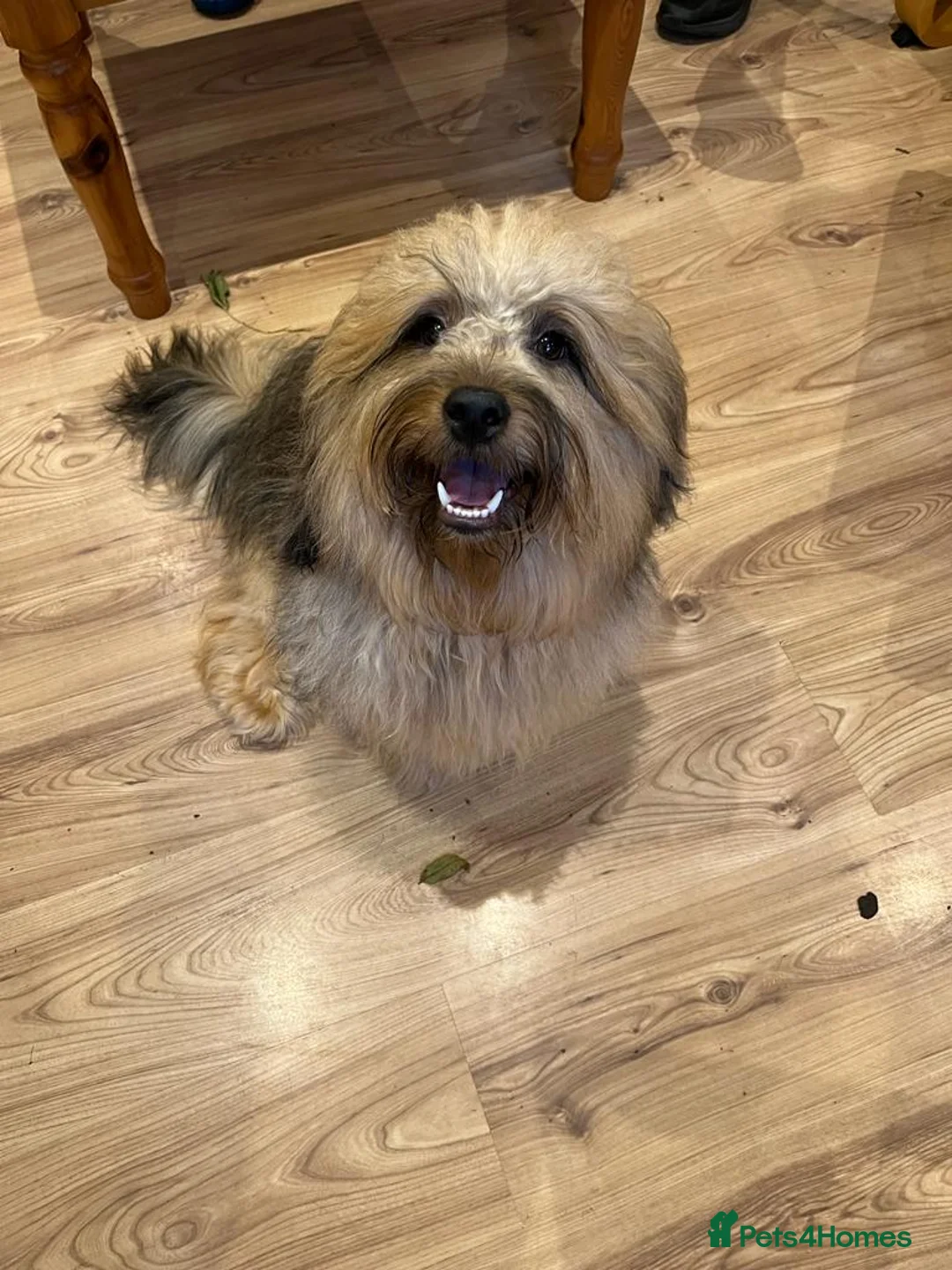 Mixed Breed dogs for sale: Havatoodle Pups - Advert 2