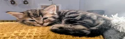 Ragdoll cats for sale: Pair of Ragdoll/Tabby Kittens ..... Bear & Tia  - Advert 16