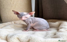 Sphynx cats for sale: Don Sphynx Kittens - Image 29