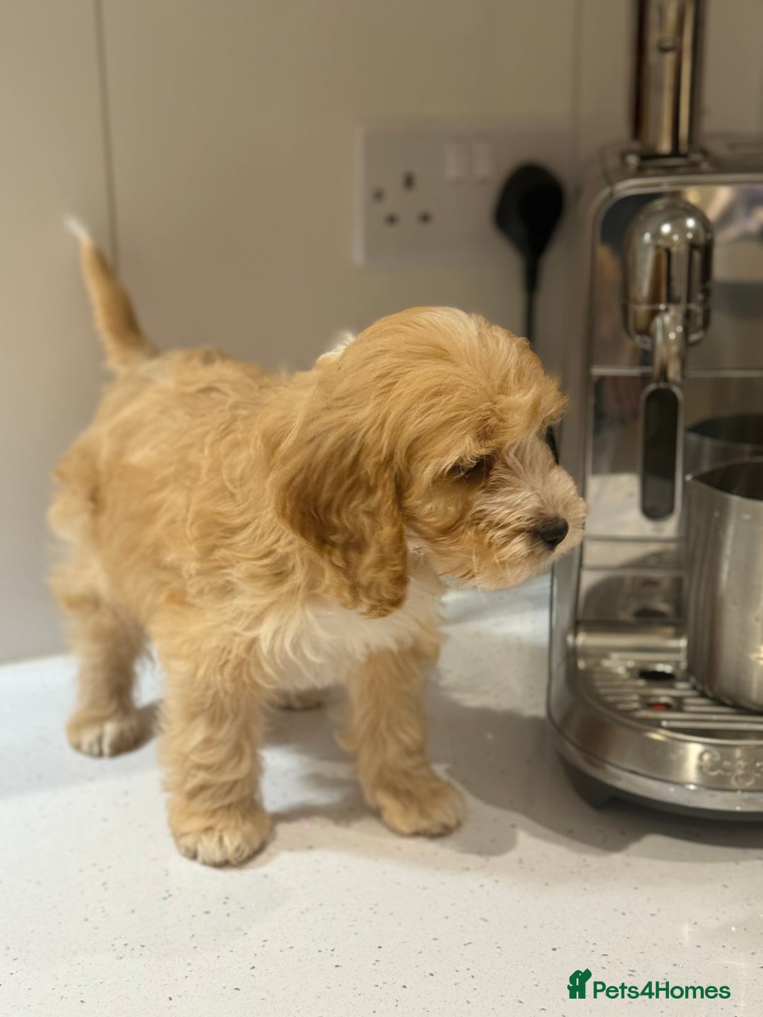 Cavapoo dogs for sale: F1 CAVAPOOS BOYS AND GIRLS - Advert 8