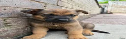 Mixed Breed dogs for sale: Loving puppies ready to leave  in Stoke-on-Trent - Advert 5