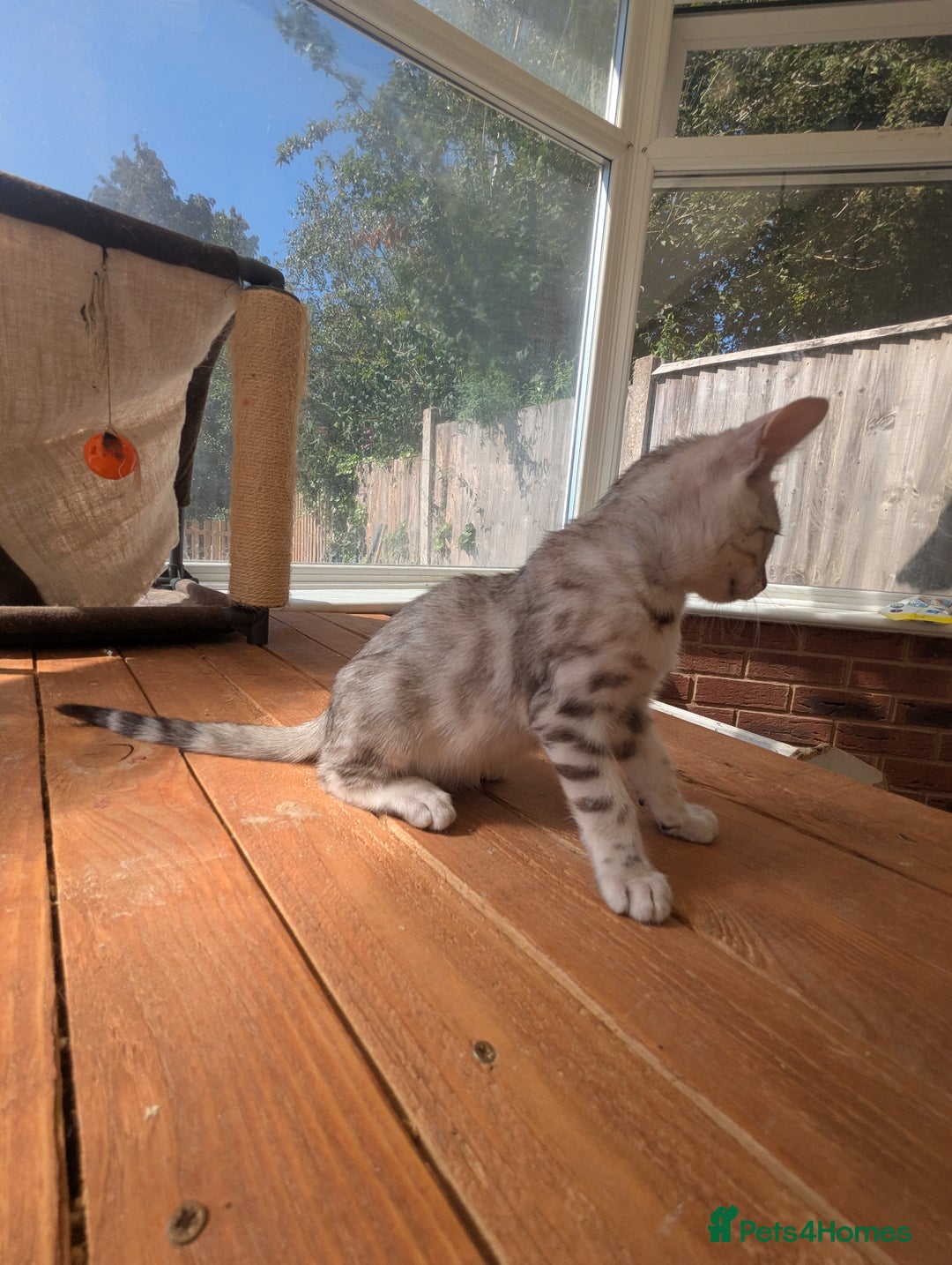 Bengal cats for sale: Bengal Kittens Purebred with Champion Lines  - Image 23