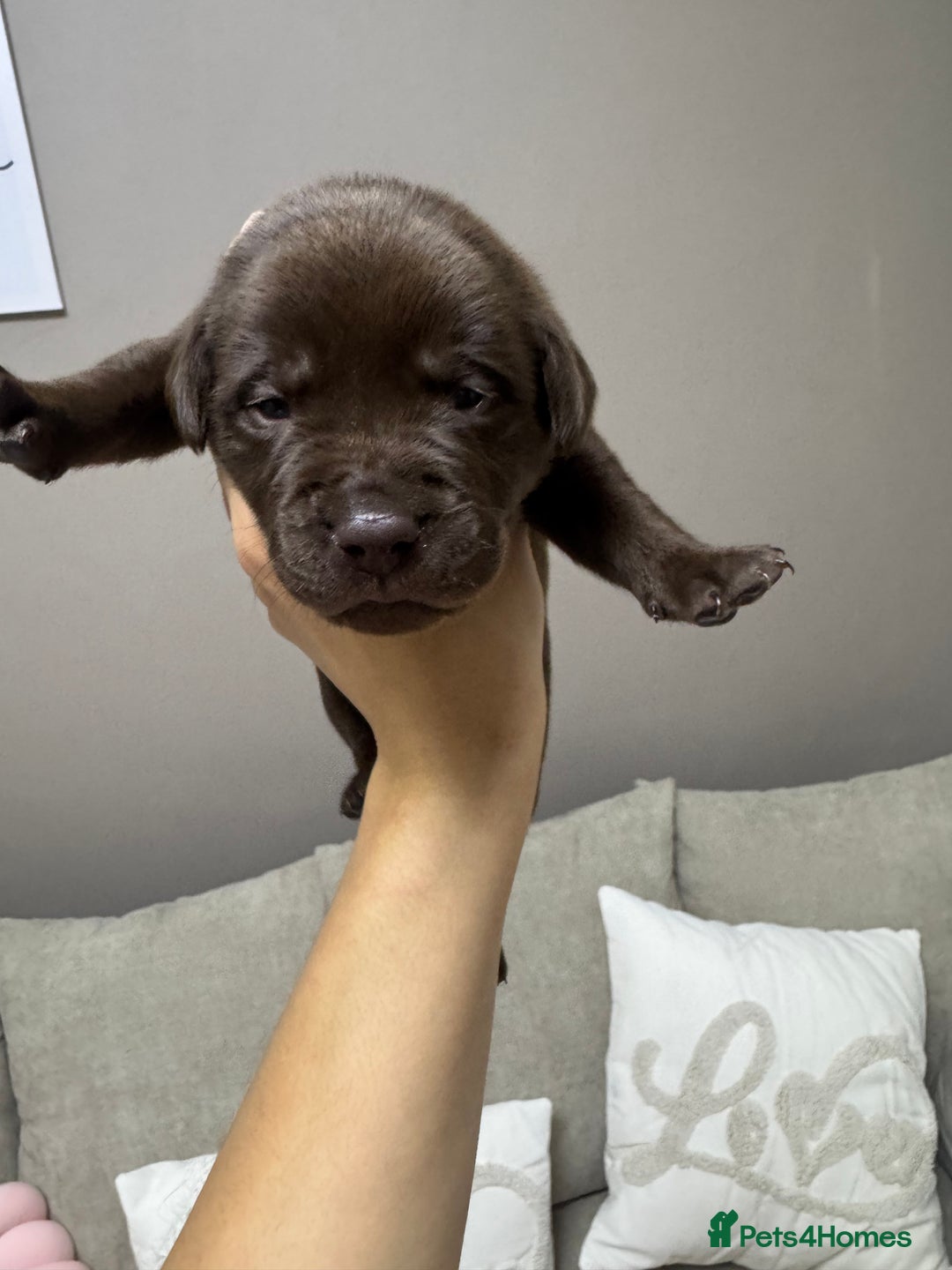 Mixed Breed dogs for sale: Shar Pei cross breed X Labrador Puppies  - Advert 36