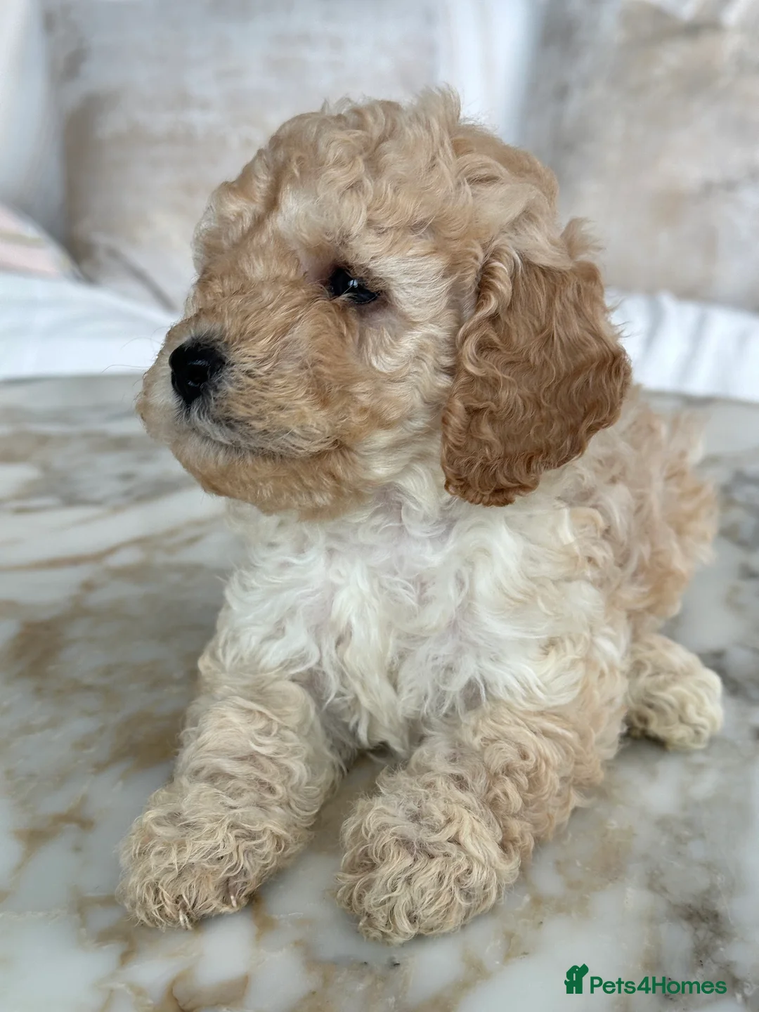 Miniature Poodle dogs for sale: Pedigree club registered 3 Miniature poodles!  - Advert 16