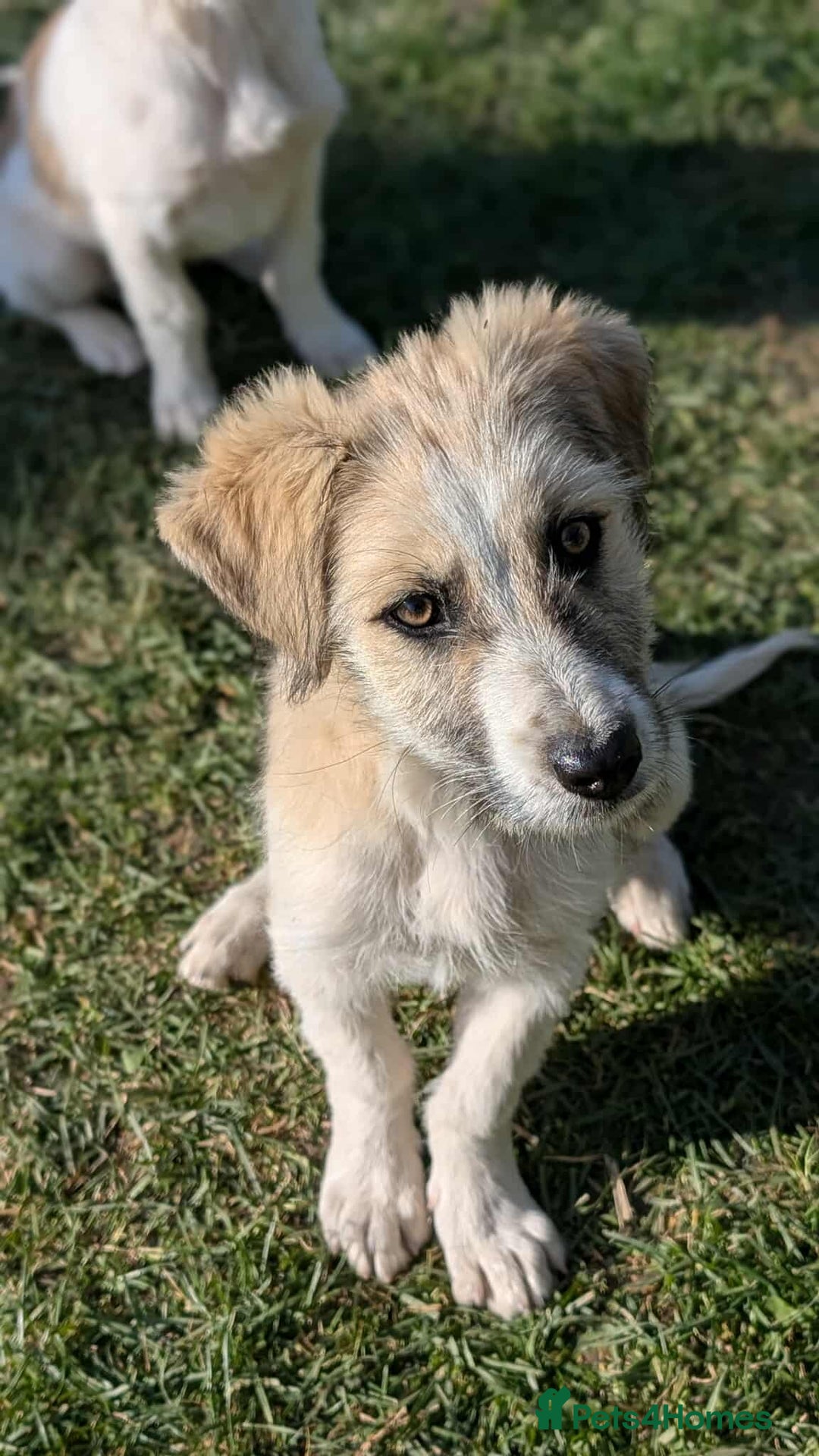 Mixed Breed dogs for adoption: Boo for adoption - Advert 5