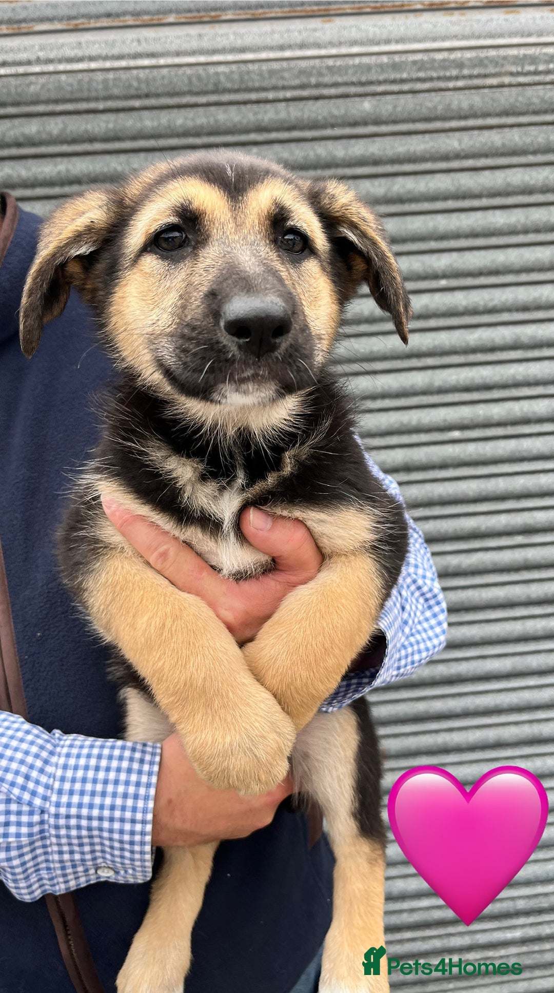 German Shepherd dogs for sale: 2 German Shepherd Bitches Ready Now - Image 6