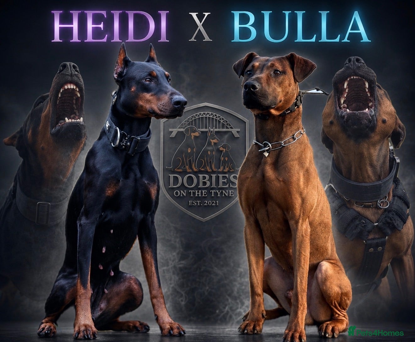 Dobermann dogs 15 Doberman X Puppies - WORKING | SPORT HOMES!!  - Advert 9