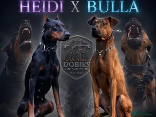 Dobermann dogs 15 Doberman X Puppies - WORKING | SPORT HOMES!! - Advert 9