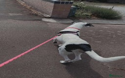 Mixed Breed dogs for adoption: 10 Month Old Clover is looking for a forever home  - Image 4