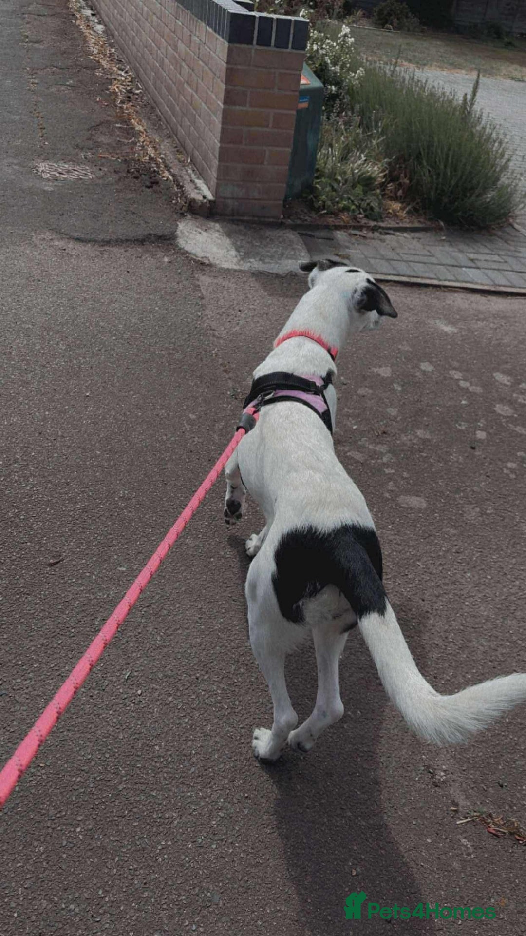Mixed Breed dogs for adoption: 10 Month Old Clover is looking for a forever home  - Image 4