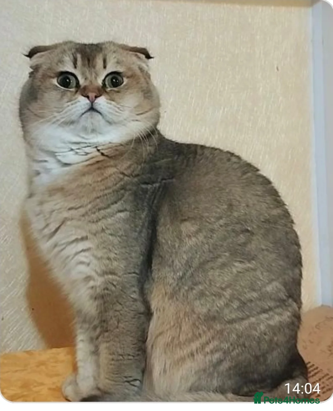 British Shorthair cats for sale: Scottish fold, black golden ticket tabby - Advert 2