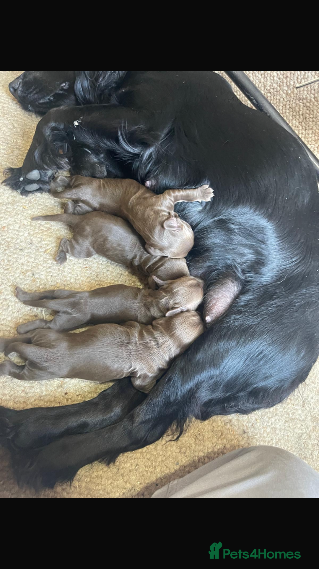 Cocker Spaniel dogs for sale: Cocker spaniel looking for forever home  - Image 6