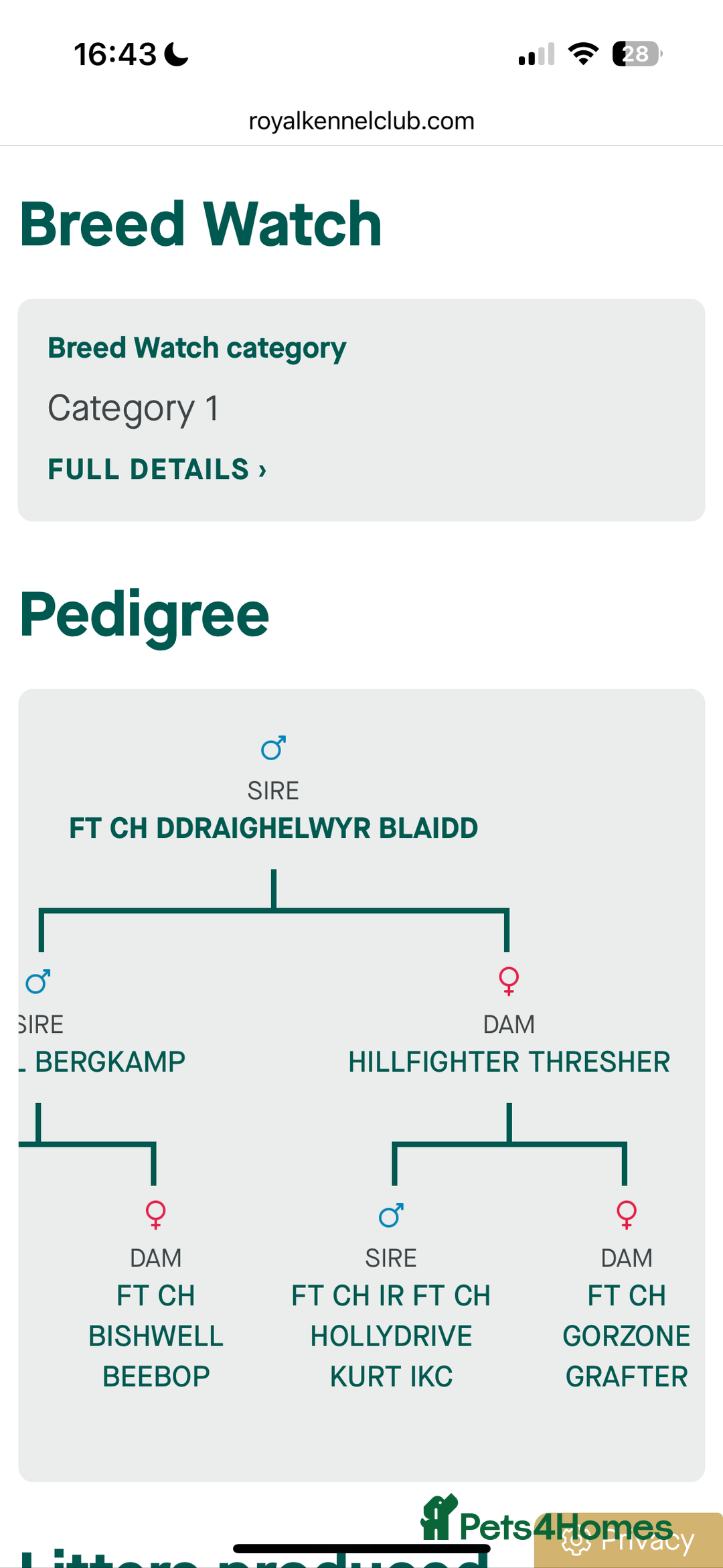 English Springer Spaniel dogs for sale: Fun whistle trained and crate clean by 8 weeks   - Advert 9