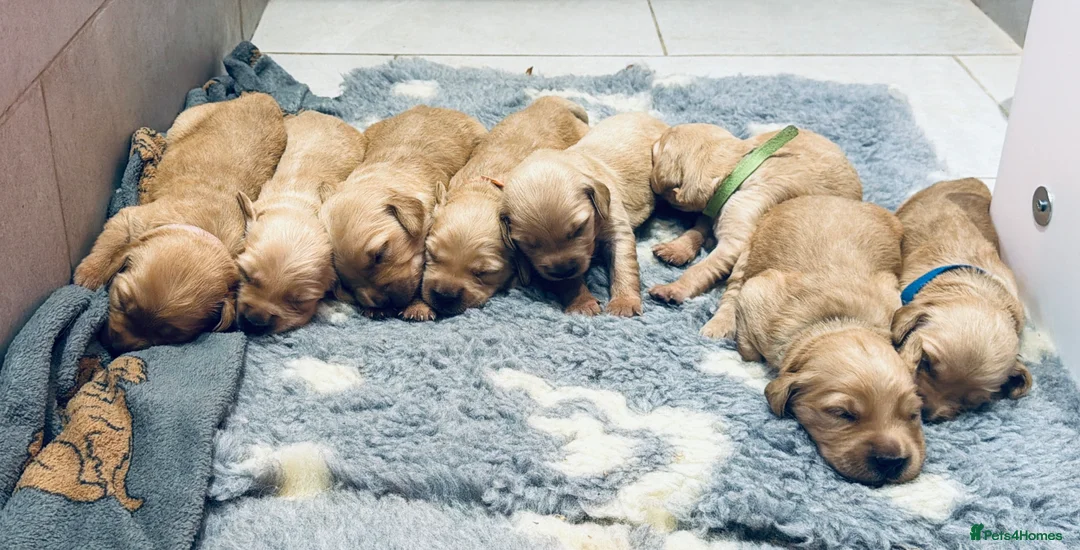 Golden Retriever dogs for sale: Golden Retriever puppies available July - Advert 8