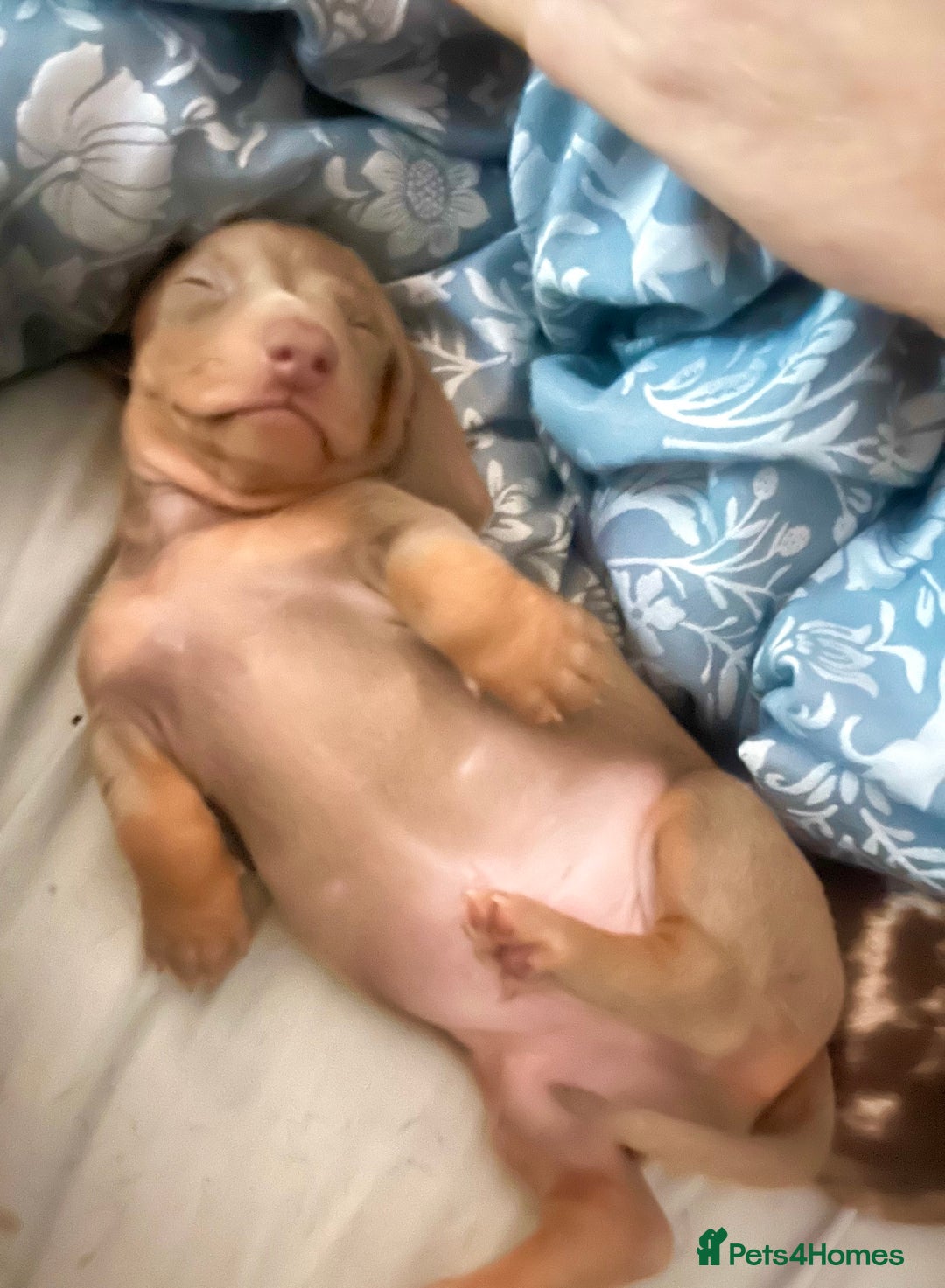 Miniature Dachshund dogs for sale: RARE KC 2 Isabella+tan boys, 1 chocolate and tan  - Advert 3