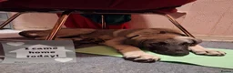 Mixed Breed dogs for adoption:  sandy  6 months Macedonian rescue pups - Advert 9