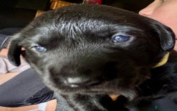 Labrador Retriever dogs for sale: EXCELLENT &UNIQUE LAB PUPPIES AV 12 NOV £1450 - Image 11