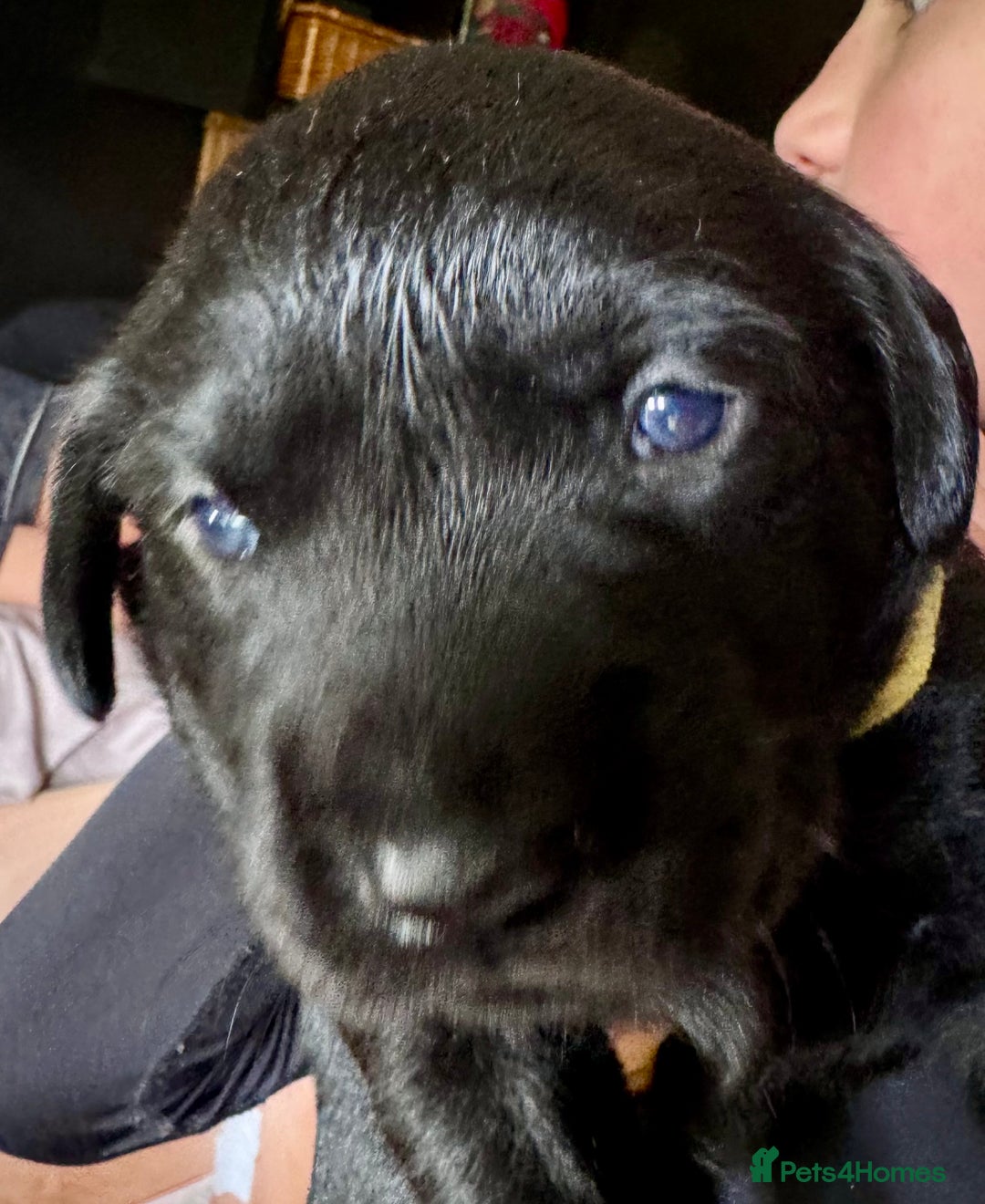 Labrador Retriever dogs for sale: EXCELLENT &UNIQUE LAB PUPPIES AV 12 NOV £1450 - Image 11