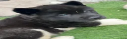 Akita dogs for sale: Wanted: new home for male Akita puppies ready now! - Advert 8