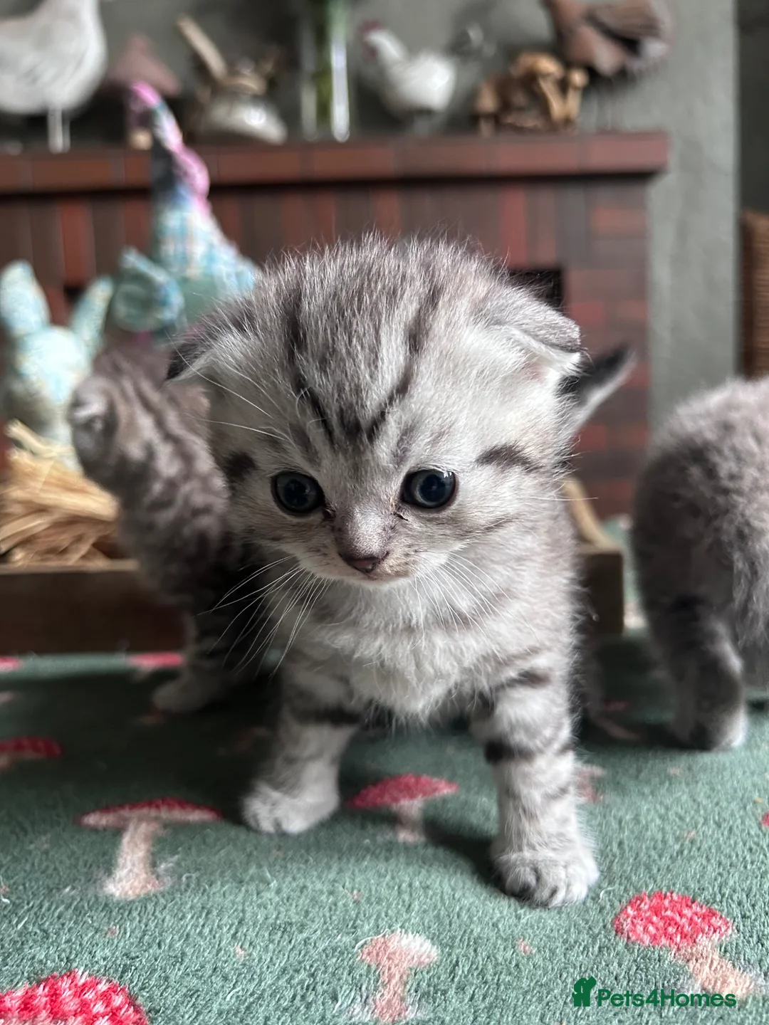 Scottish Fold cats for sale: Scottish Folds ready to reserve - Advert 12