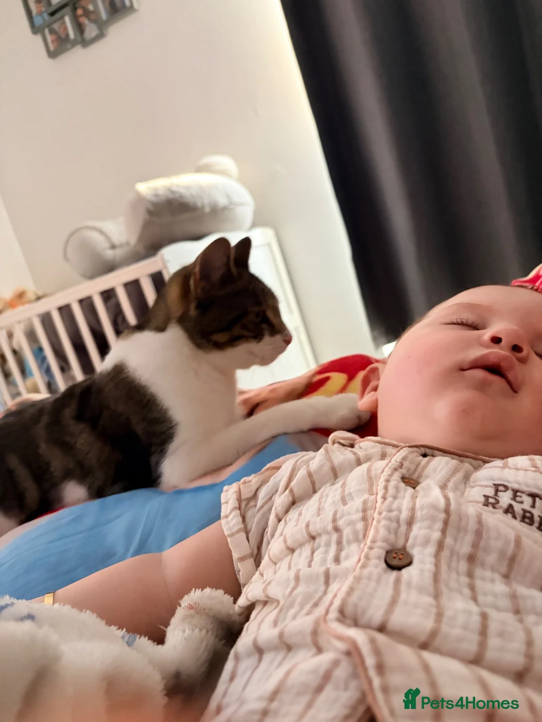 Mixed Breed cats for sale: Female cat - Advert 1